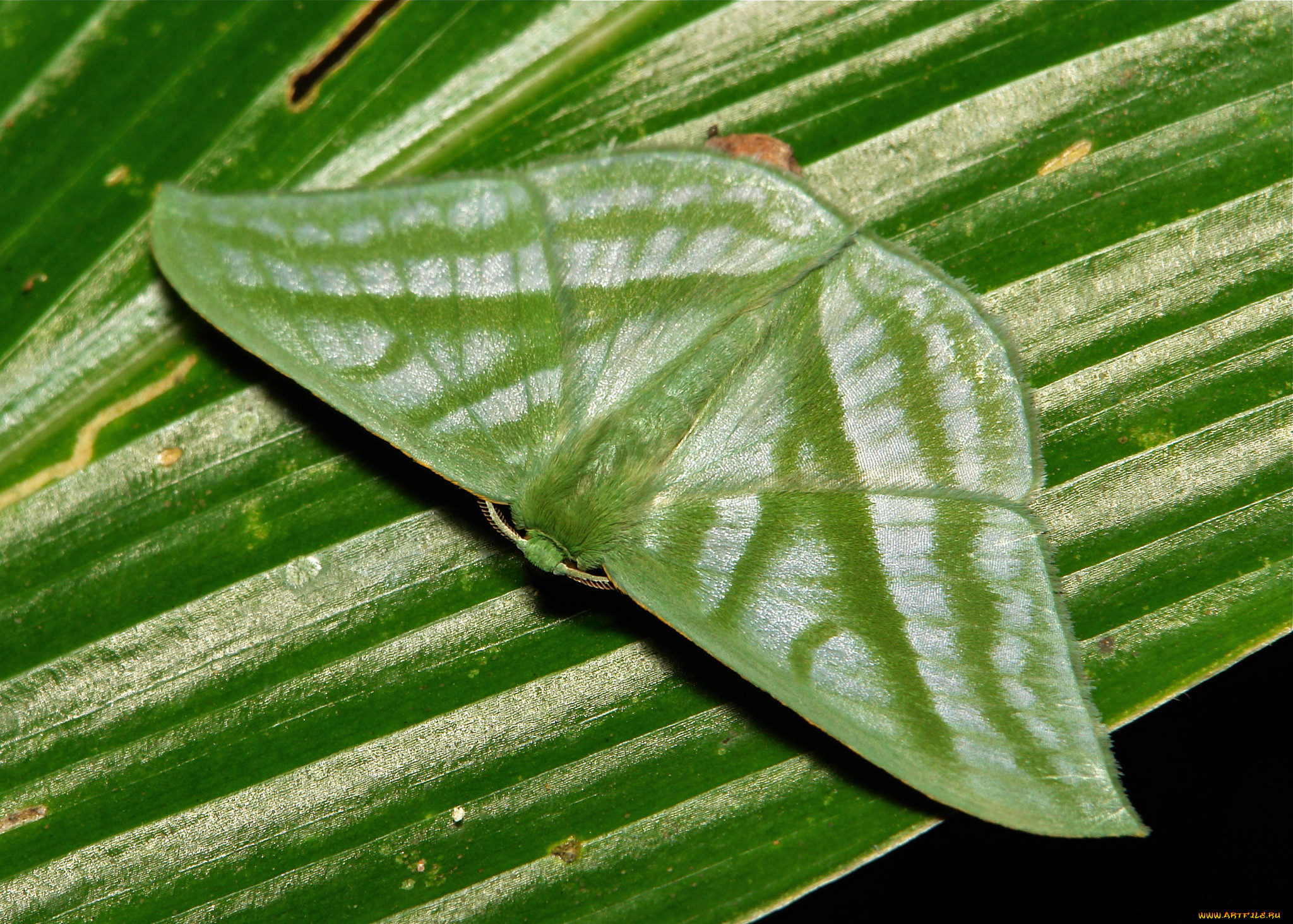 , ,  ,  , itchydogimages, , , 